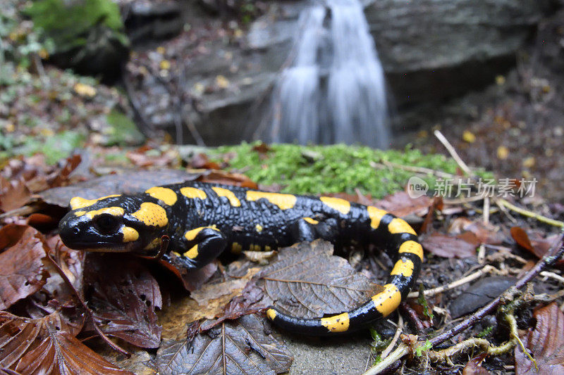 火蝾螈（Salamandra salamandra）